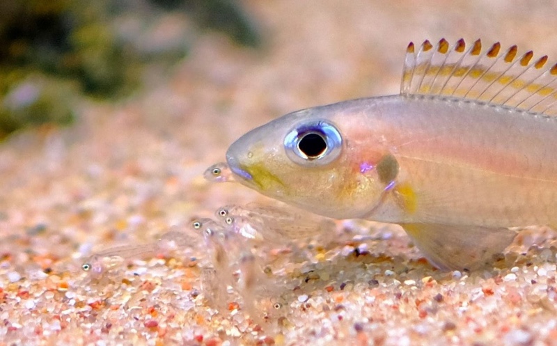 Xenotilapia nasus 'Chituta Bay'